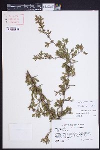 Crataegus spathulata image