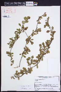 Crataegus spathulata image