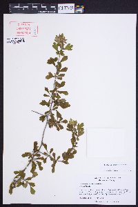 Crataegus spathulata image