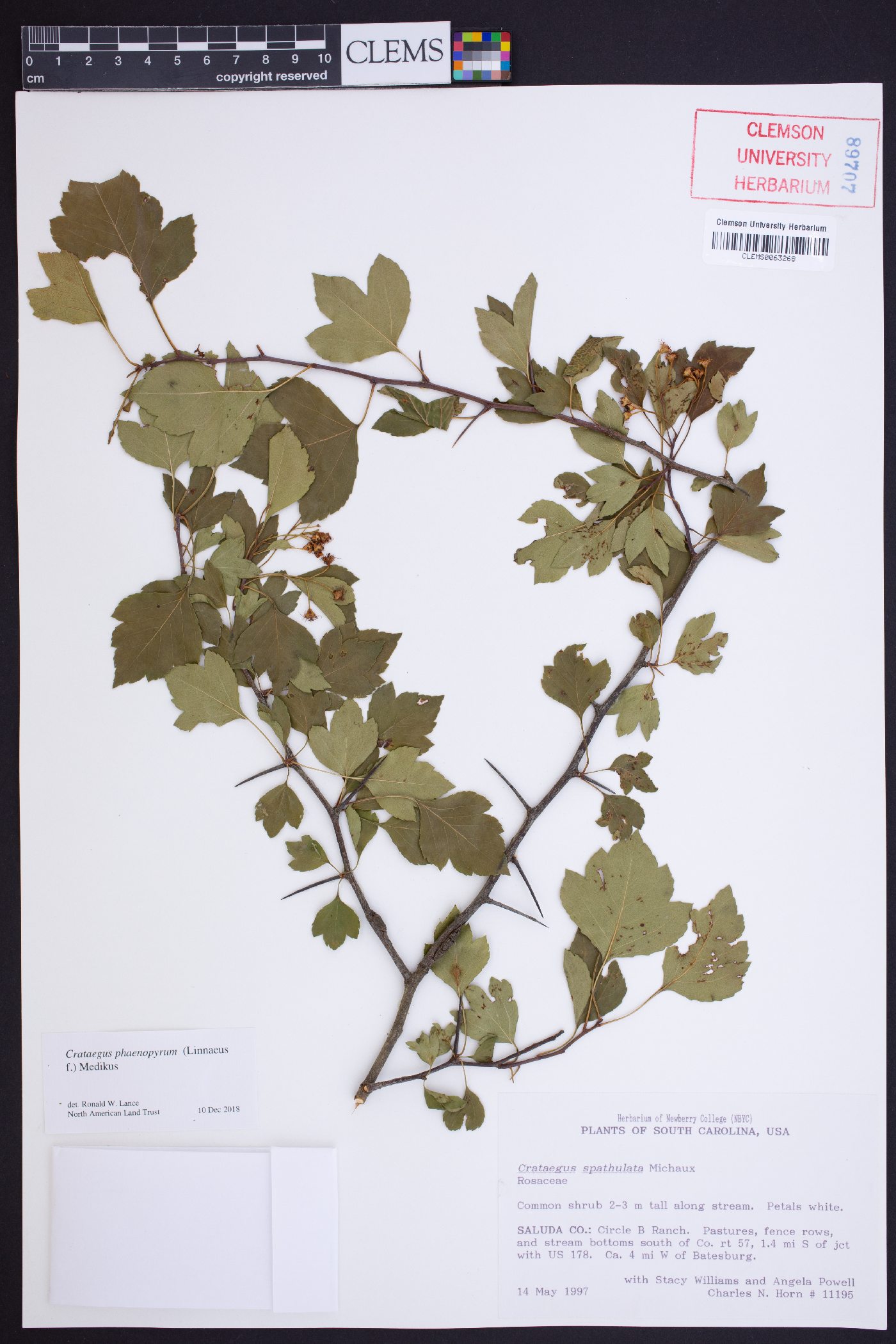 Crataegus phaenopyrum image