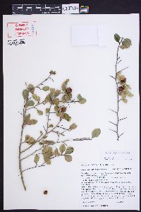 Crataegus uniflora image