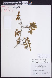 Crataegus uniflora image