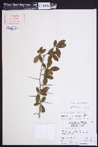 Crataegus uniflora image