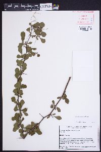 Crataegus lassa image