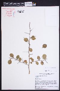 Crataegus uniflora image