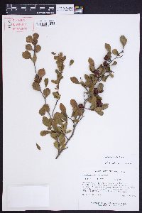 Crataegus munda image