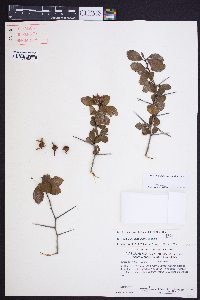 Crataegus uniflora image