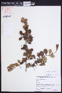 Crataegus uniflora image