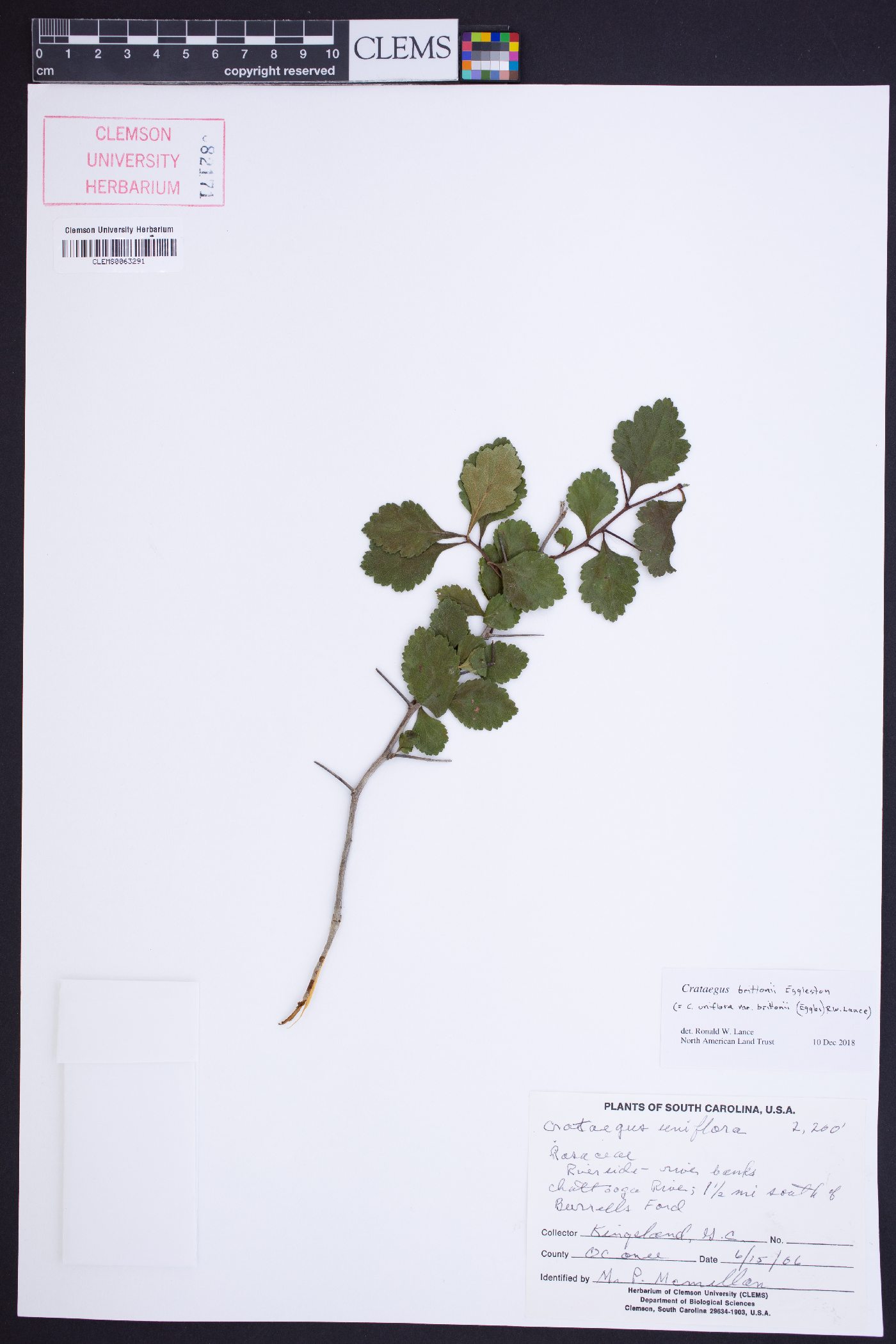 Crataegus brittonii image