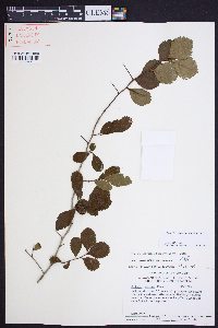 Crataegus uniflora image