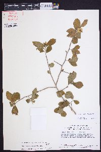 Crataegus uniflora image