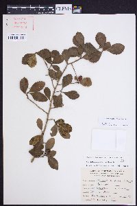 Crataegus uniflora image