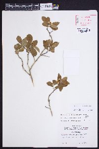 Crataegus uniflora image