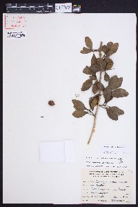 Crataegus uniflora image