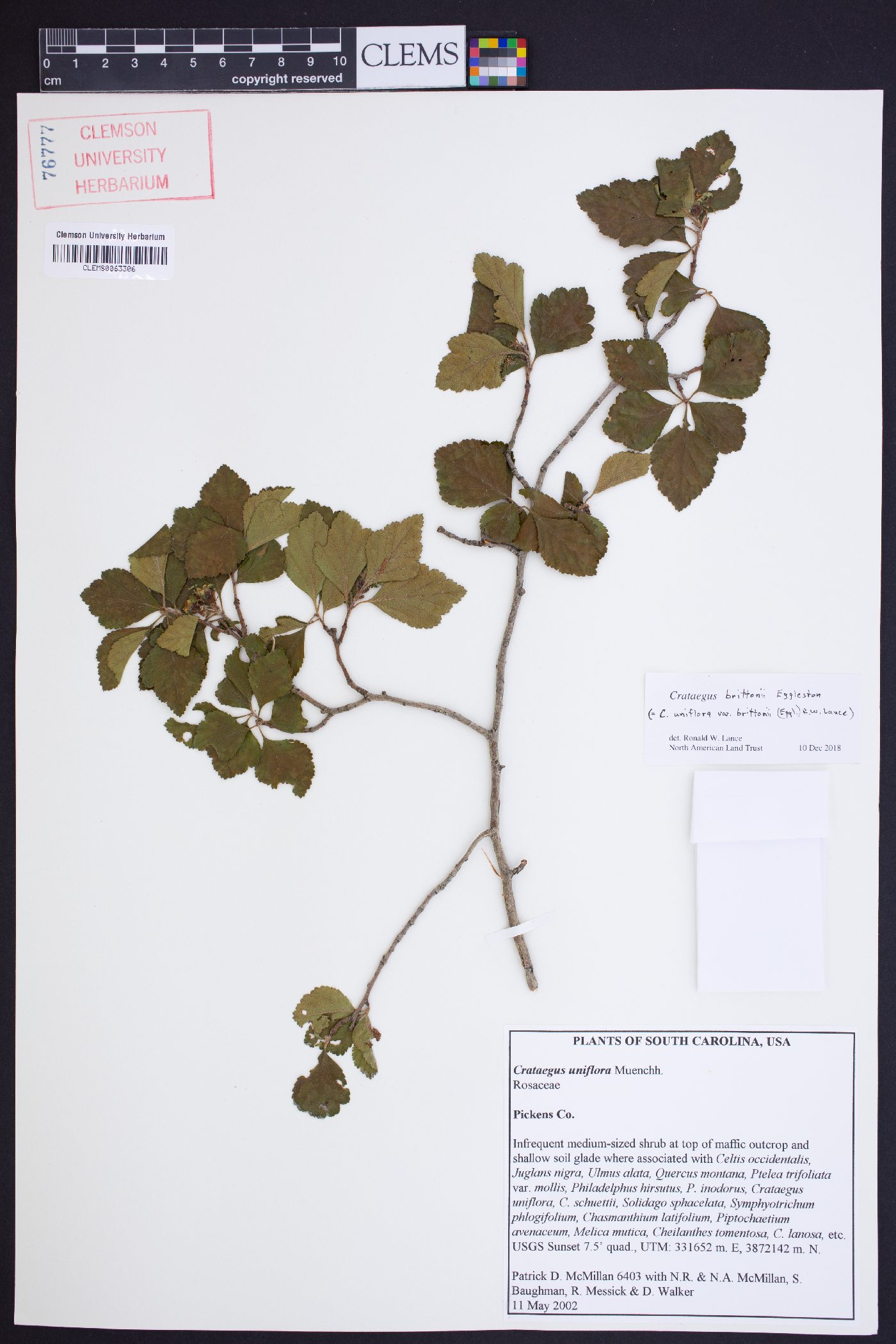 Crataegus brittonii image