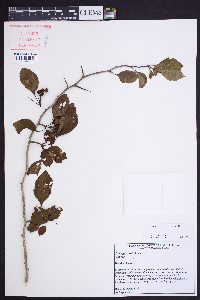 Crataegus viridis image