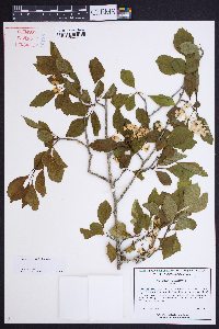 Crataegus viridis image