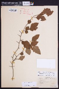 Crataegus viridis image