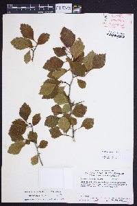 Crataegus ignava image