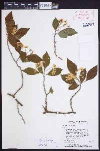 Crataegus viridis image