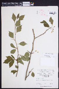 Crataegus viridis image