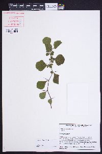 Crataegus lassa image