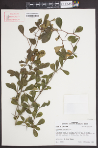 Crataegus crus-galli var. pyracanthifolia image