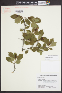 Crataegus ignava image