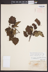 Crataegus iracunda image