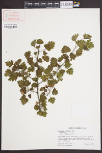 Crataegus marshallii image