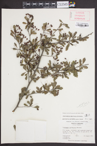 Crataegus spathulata image