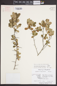 Crataegus uniflora image