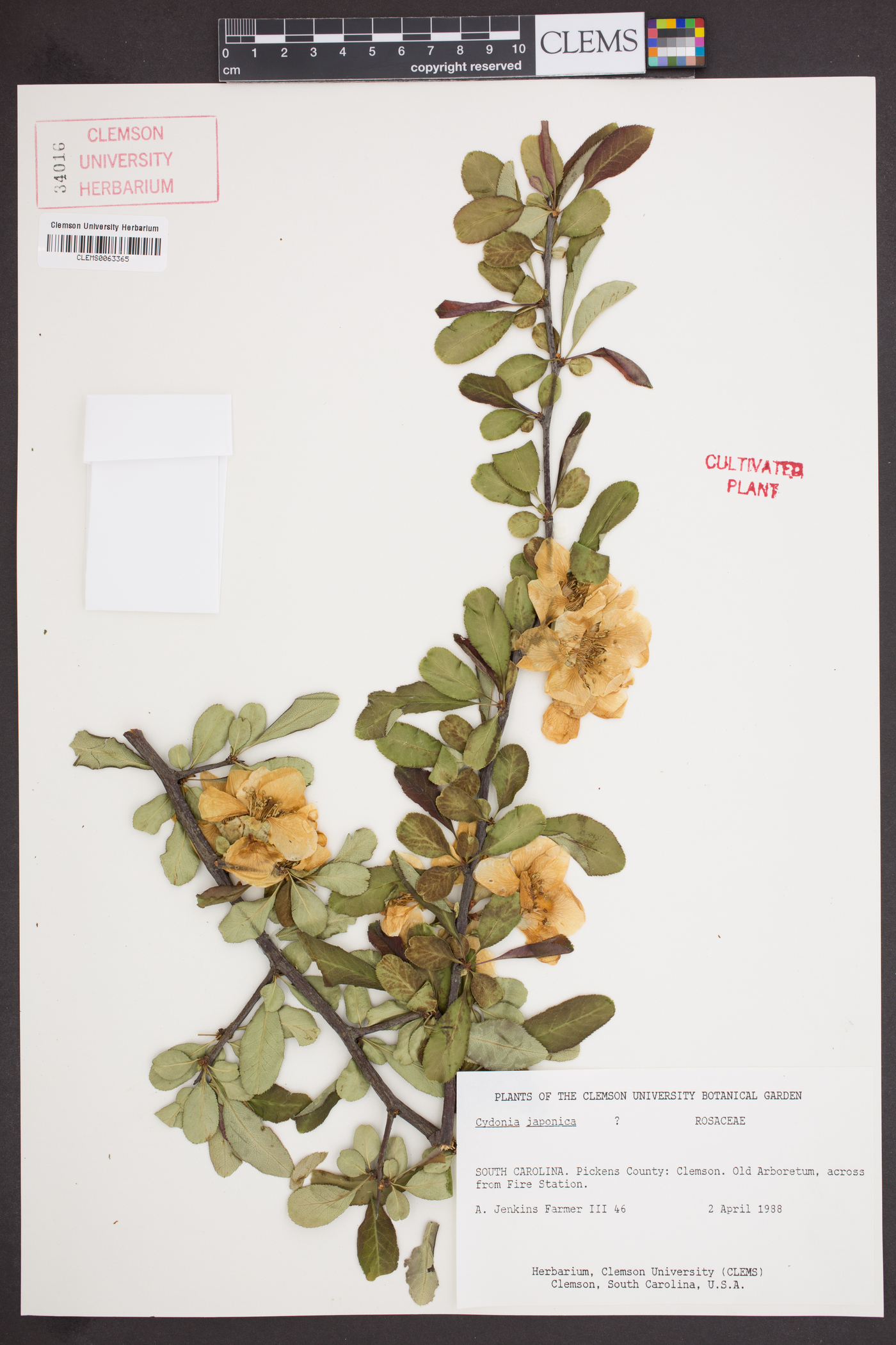 Cydonia japonica image
