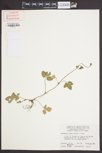 Potentilla indica image