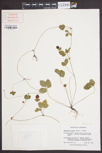 Potentilla indica image