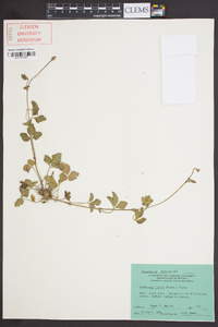 Potentilla indica image