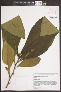 Eriobotrya japonica image