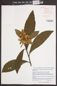 Eriobotrya japonica image