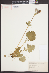 Geum rivale image