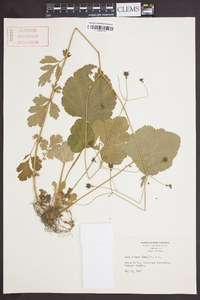 Geum vernum image