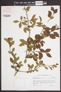 Malus angustifolia image