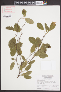 Malus angustifolia image