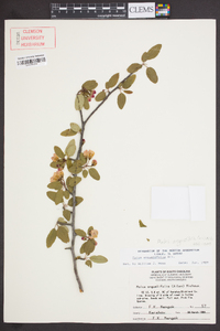 Malus angustifolia image