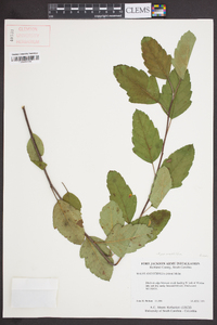 Malus angustifolia image