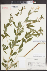 Gillenia trifoliata image