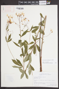 Gillenia trifoliata image