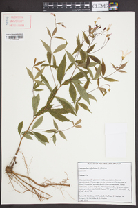 Gillenia trifoliata image