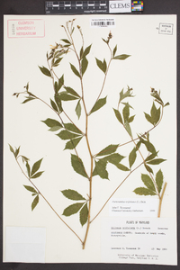 Gillenia trifoliata image