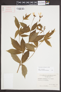 Gillenia trifoliata image