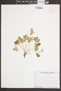 Potentilla canadensis image